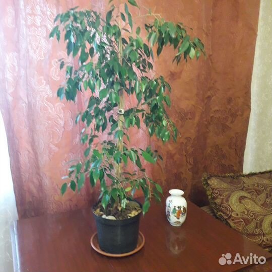 Комнатные домашние растения