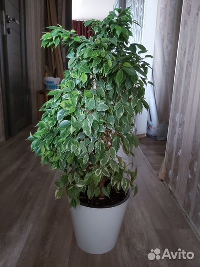 Фикус бенджамина