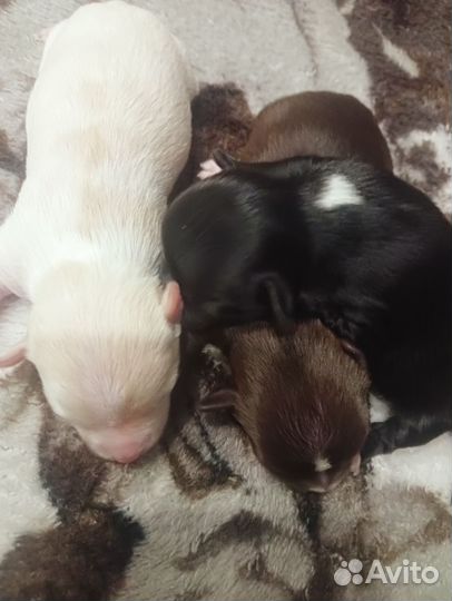 Щенки чихуахуа мини гладко шерстяные