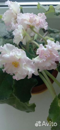 Сортовые фиалки