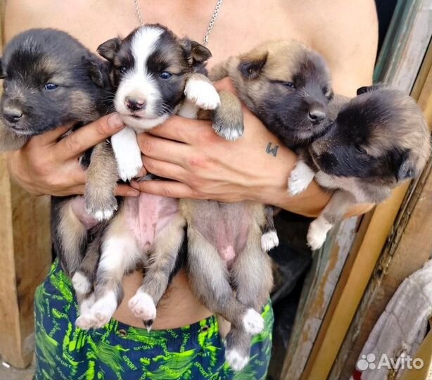 Щенки приюта ждут своих мам-пап