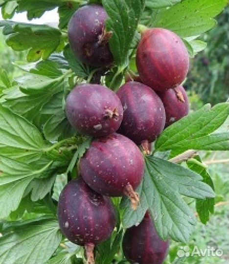 Саженцы крыжовника и смородины