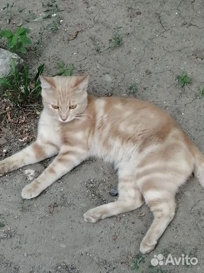 Отдаем в добрые руки