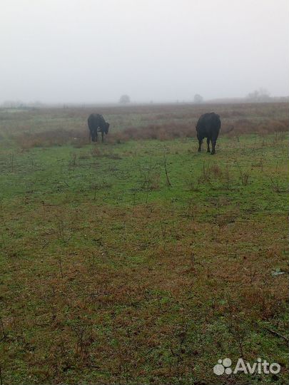 Тёлочки и коровы