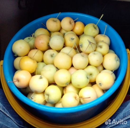 Яблоки ранетки