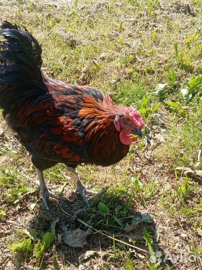 Куры несушки и молодки. Доставка бесплатно