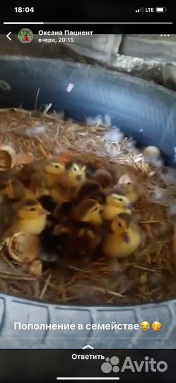 Индоутята месячные