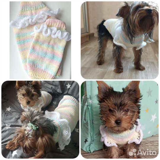 Одежда для собак