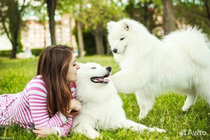 Собака проды Самоед