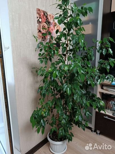 Фикус бенджамина большой
