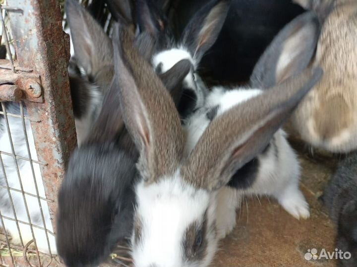 Крольчата бабочка