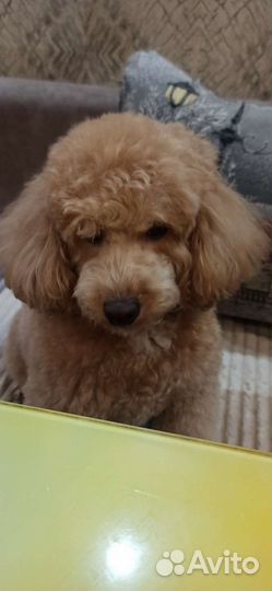 Щенки той пуделя