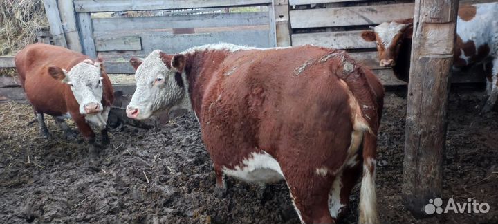 Бычки, тëлочки, коровы