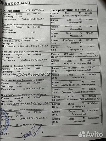 Щенки лайки