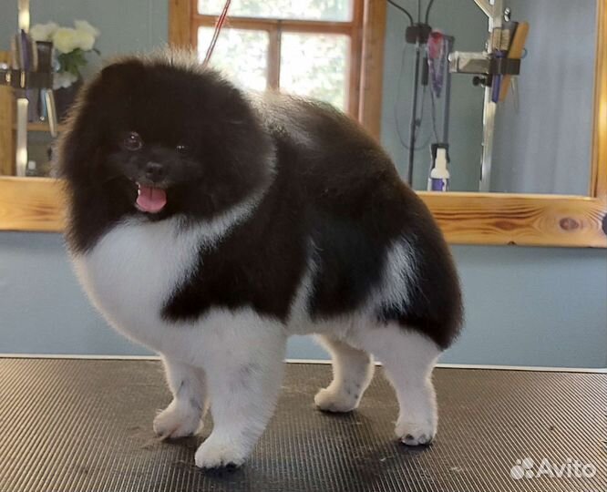 Требуются модели на стрижки. Груминг