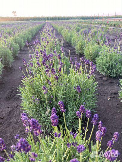 Лаванда в горшке