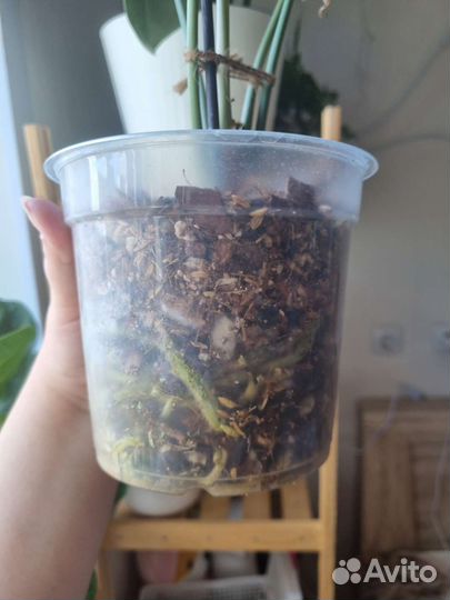 Антуриум кларинервиум