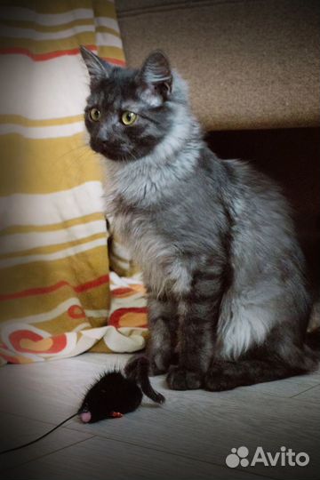 Котик Шуня в дар