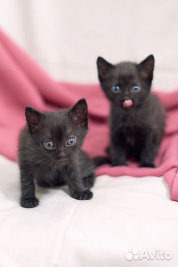 Отдам котёнка