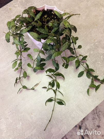 Хойя лакуноза (мини лист)