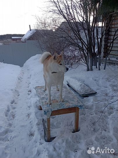 Отдам в добрые руки