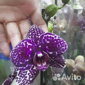 Дикая Орхидея цветок: подборка картинок