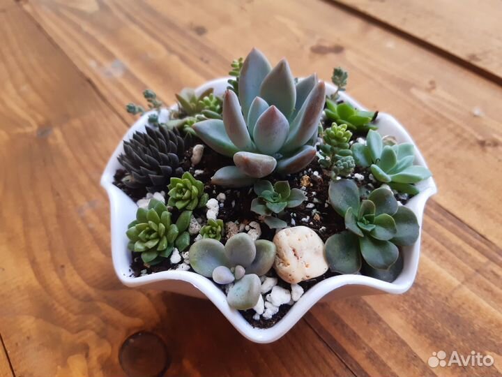 Садик из суккулентов