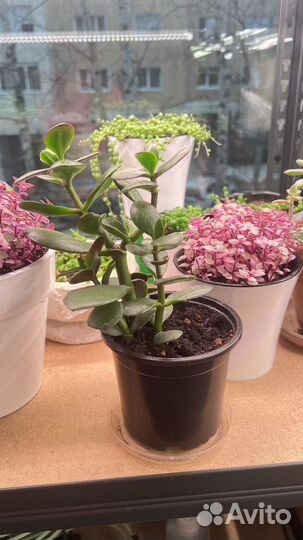 Крассула/денежное дерево