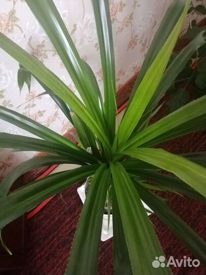 Панданус (винтовая пальма)