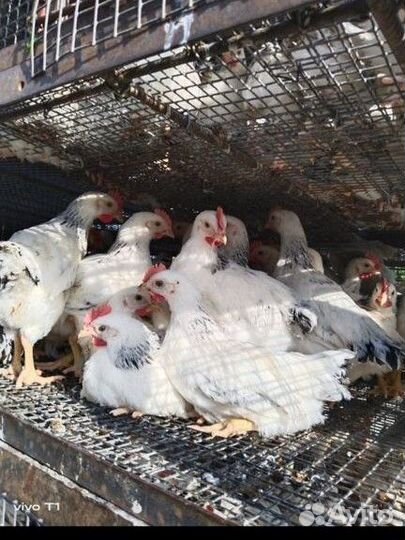 Курочки петушки