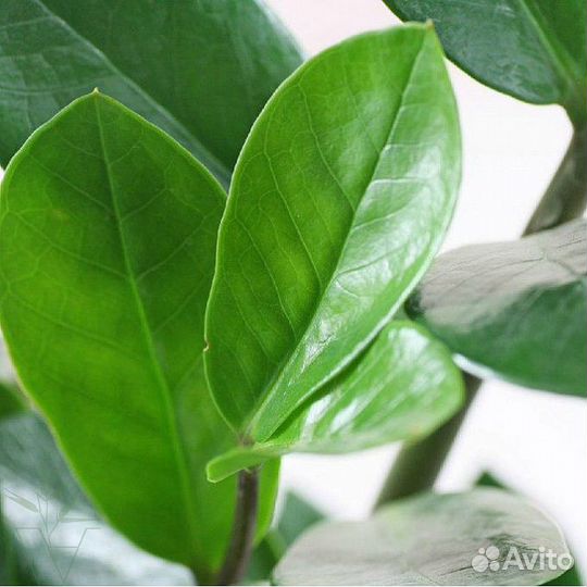 Замиокулькас Замиелистный в сером кашпо