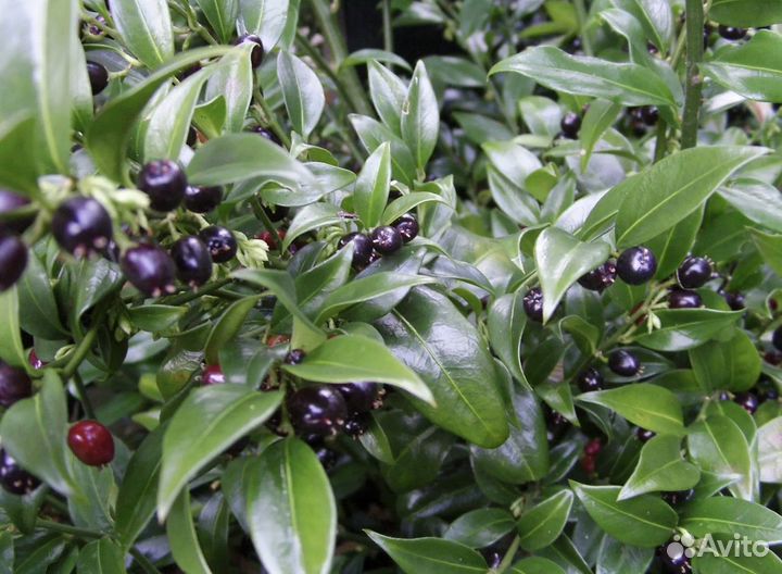 Саркококка