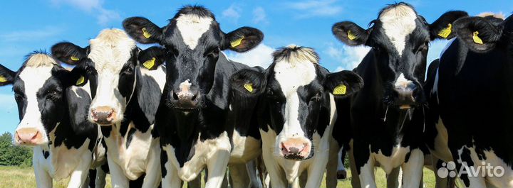 Телки годовалые