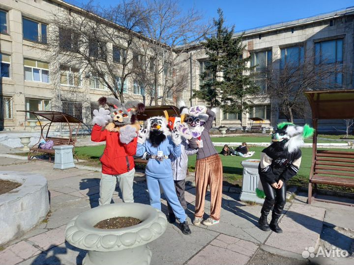 Фурсьют кота