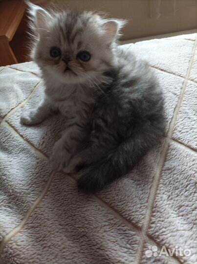 Персидские котята