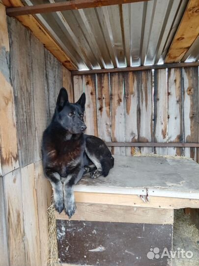 Восточноевропейская овчарка черный вязка