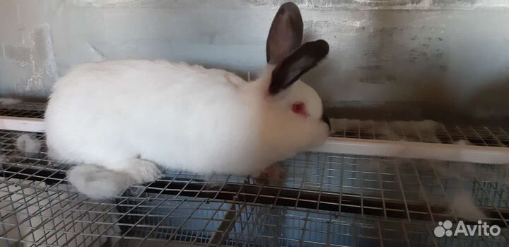 Кролики на племя