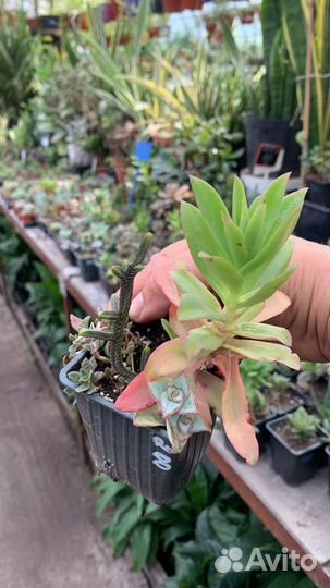 Суккуленты микс из питомника растений