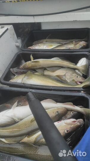 Треска мурманская свежемороженая