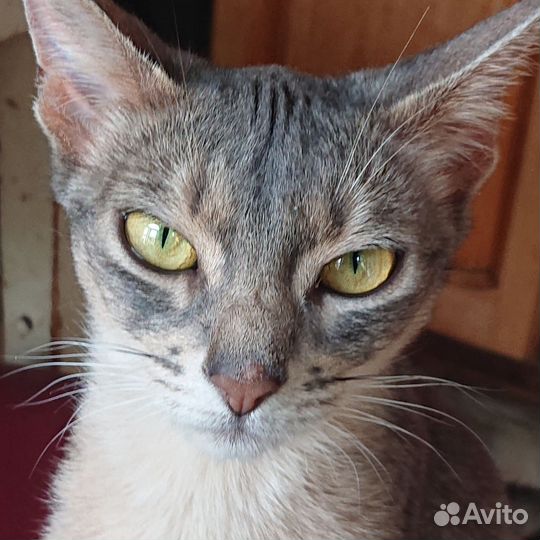 Котенок от абиссинской кошки
