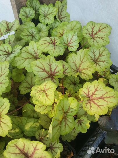 Саженцы многолетних цветов