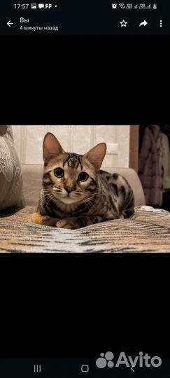 Бенгальский кот