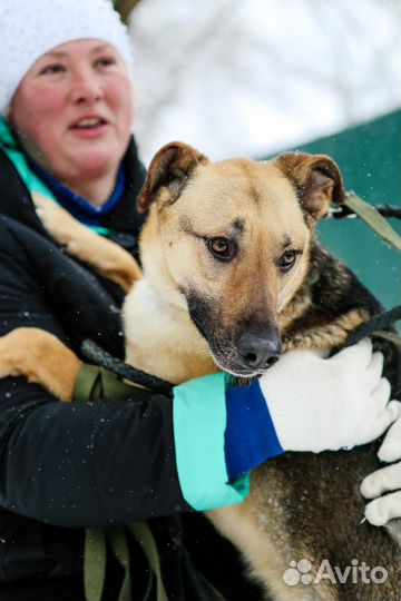 Арнольд в добрые руки
