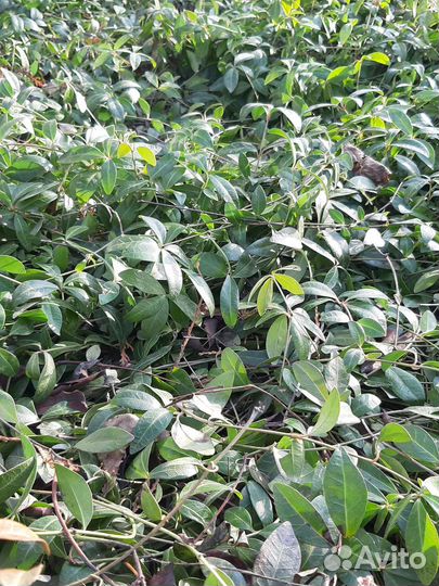 Барвинок почвопокровное растение