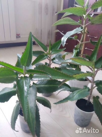 Каланхоэ лечебное