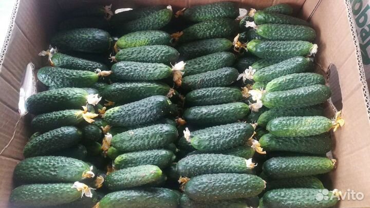 Огурцы свежие оптом и в розницу