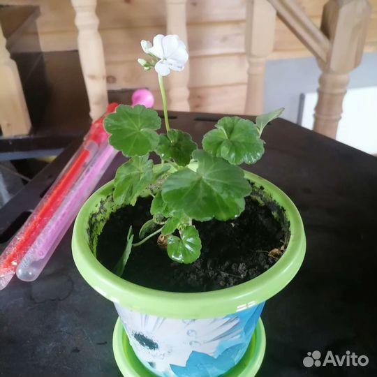 Пеларгония герань