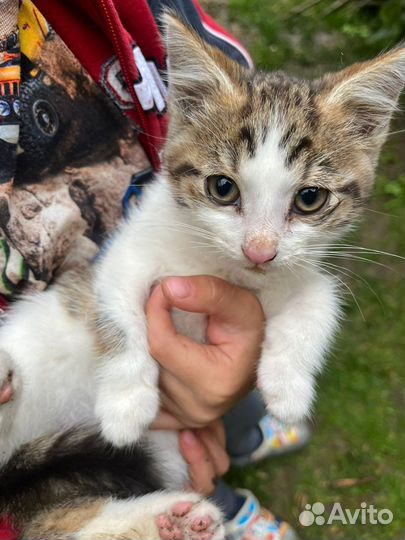 Котенок Мусик