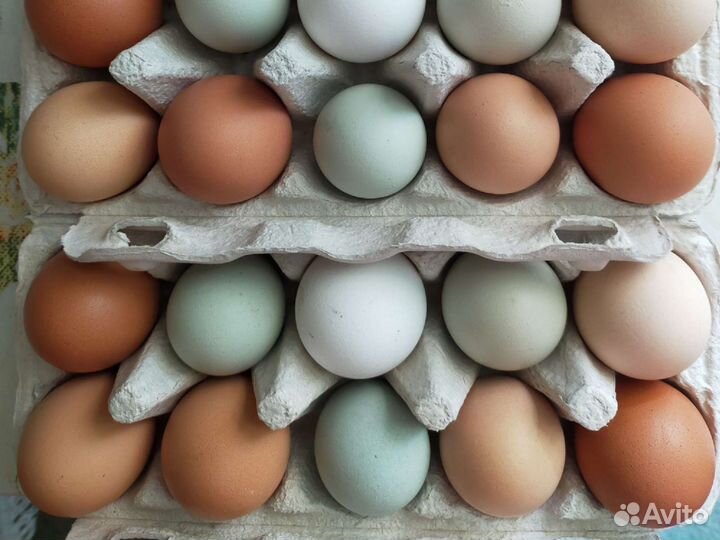 Домашние куриные и утиные яйца