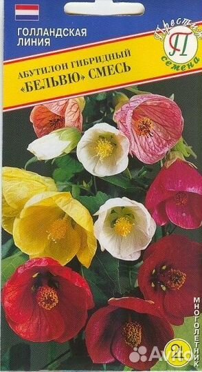 Клен комнатный абутилон